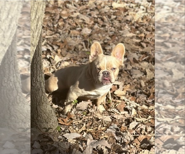 Medium Photo #1  Breeder Profile in GERMANTOWN, MD, USA