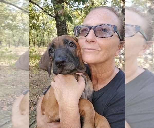 Medium Photo #9  Breeder Profile in ALBA, TX, USA