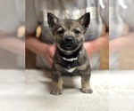 Small #18 Breeder Profile image