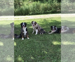 Main photo of Aussiedoodle Dog Breeder near BURKESVILLE, KY, USA
