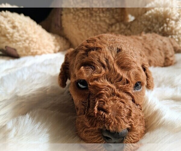 Medium Photo #109  Breeder Profile in GASTONIA, NC, USA