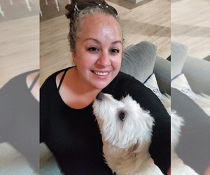 Maltipoo Dog Breeder near BREMERTON, WA, USA