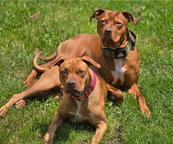 Medium Photo #1  Breeder Profile in PORTAGE, PA, USA