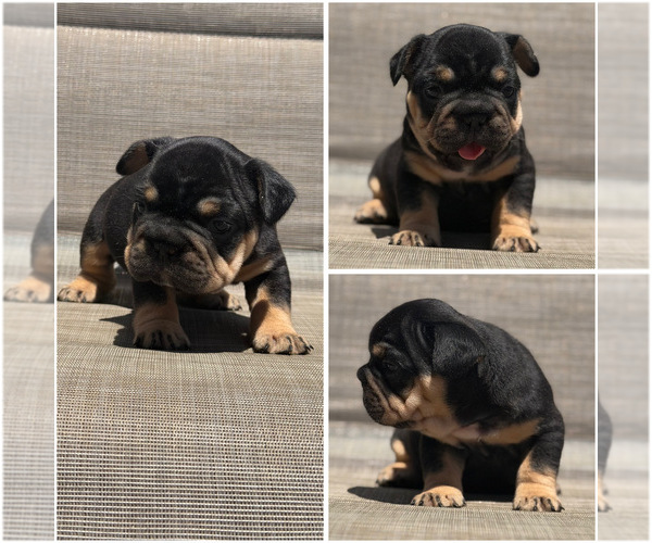 Medium Photo #2  Breeder Profile in BRIDGEWATER, MA, USA