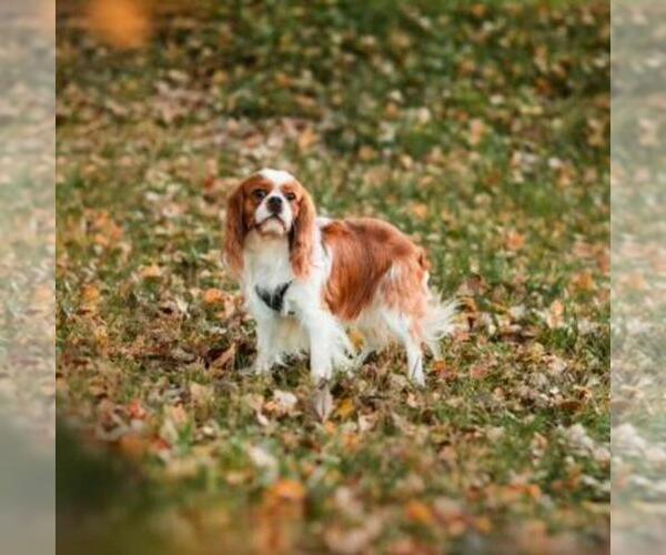 Medium Photo #4  Breeder Profile in JACKSON, OH, USA