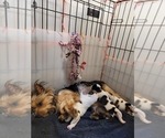 Small #101 Breeder Profile image