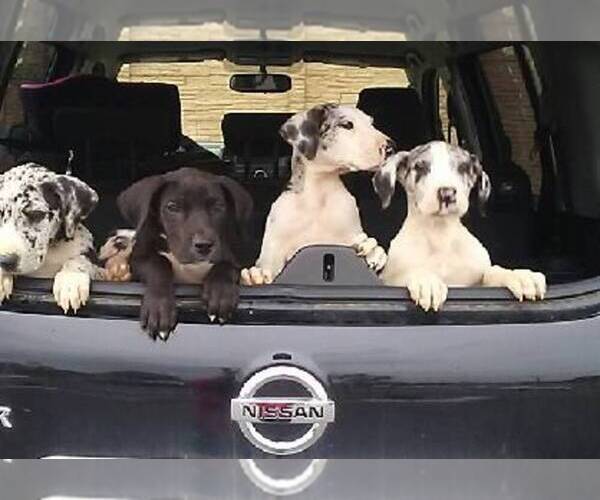 Medium Photo #1  Breeder Profile in RED BLUFF, CA, USA