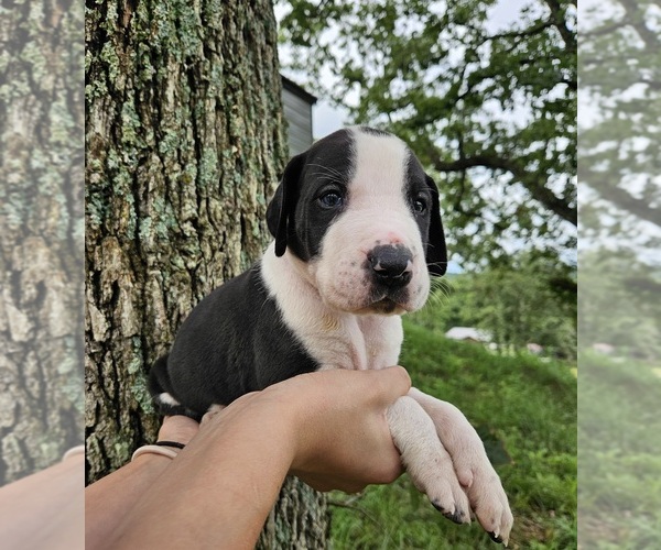 Medium Photo #2  Breeder Profile in WALNUT GROVE, MO, USA