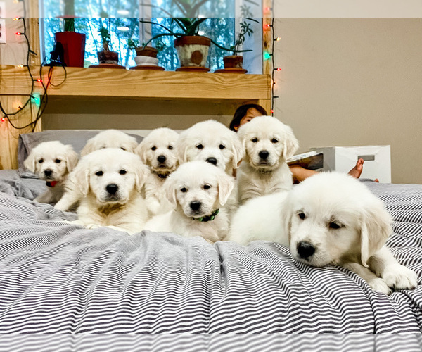 Medium Photo #1  Breeder Profile in KILGORE, TX, USA