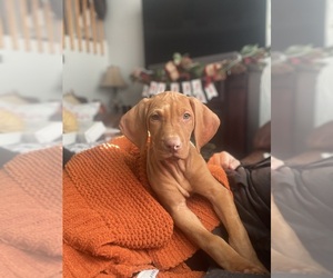 Vizsla Dog Breeder near THORNTON, CO, USA