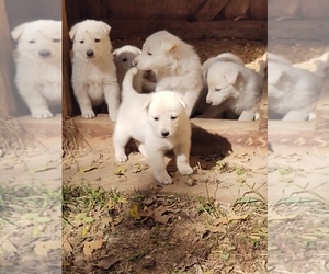 German Shepherd Dog Dog Breeder near ALDRICH, MO, USA