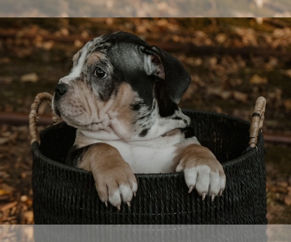 Medium Photo #15  Breeder Profile in BATTLE CREEK, MI, USA