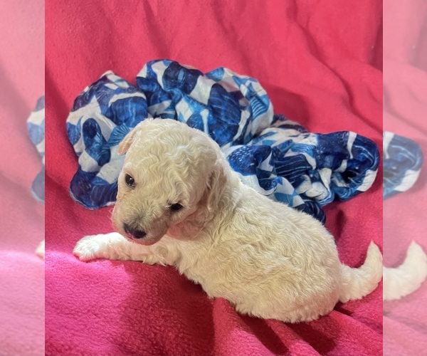 Medium Photo #1  Breeder Profile in FORT VALLEY, GA, USA