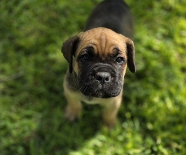 Medium Photo #2  Breeder Profile in BANGS, TX, USA