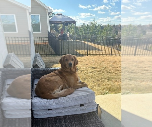 Medium Photo #10  Breeder Profile in SALISBURY, NC, USA