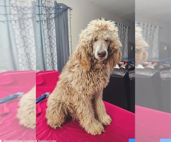 Medium Photo #11  Breeder Profile in SAN ANTONIO, TX, USA