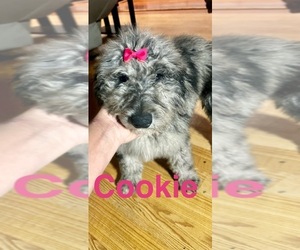 Aussiedoodle-Poodle (Standard) Mix Dog Breeder in VINEMONT,  USA