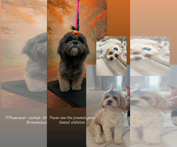 Medium Photo #16  Breeder Profile in LANCASTER, CA, USA