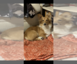 Small #11 Breeder Profile image