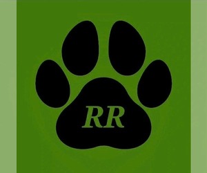 Rottweiler Dog Breeder near TANGENT, OR, USA