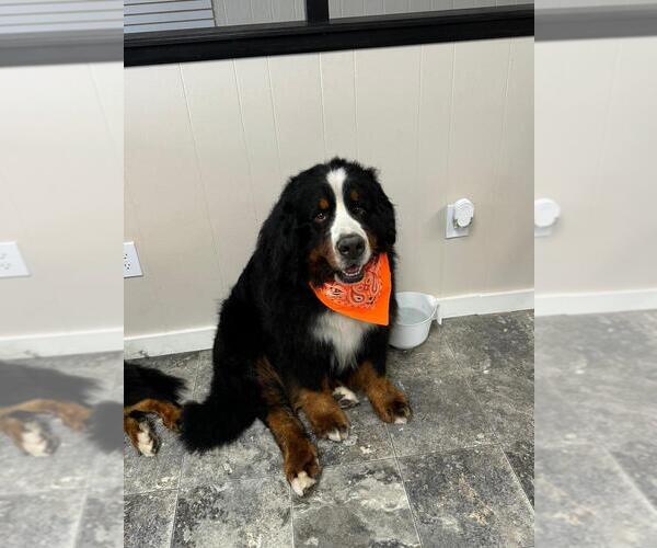 Medium Photo #13  Breeder Profile in BAYARD, NE, USA