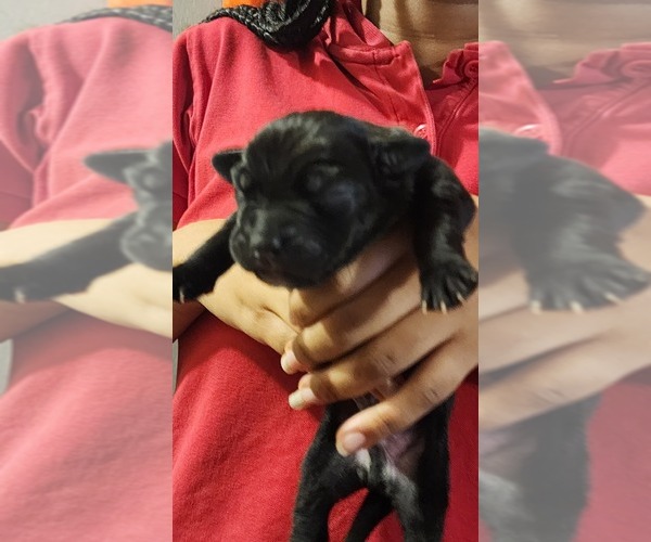 Medium Photo #1  Breeder Profile in CHICAGO, IL, USA