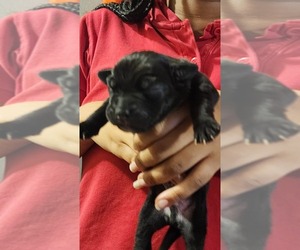 Cane Corso Dog Breeder near CHICAGO, IL, USA