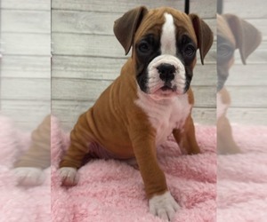 Boxer Dog Breeder near PAWNEE CITY, NE, US