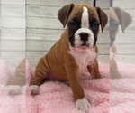 Small breeder photo