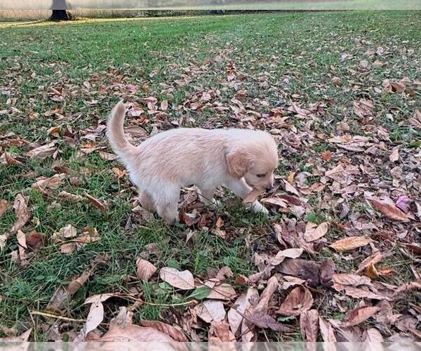 Medium Photo #19  Breeder Profile in MIDDLETOWN, OH, USA