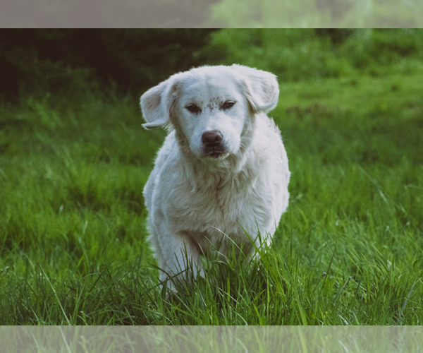 Medium Photo #10  Breeder Profile in JUNCTION CITY, OR, USA