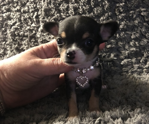 Medium Photo #1  Breeder Profile in HARRISBURG, PA, USA