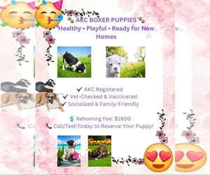 Boxer Dog Breeder near WONDER LAKE, IL, USA