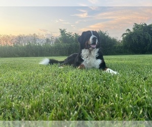 Bernedoodle Dog Breeder near SPRINGFIELD, OH, USA
