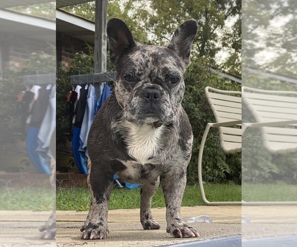 Medium Photo #17  Breeder Profile in GRIFFIN, GA, USA