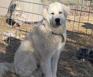 Great Pyrenees Dog Breeder near CHINO VALLEY, AZ, USA