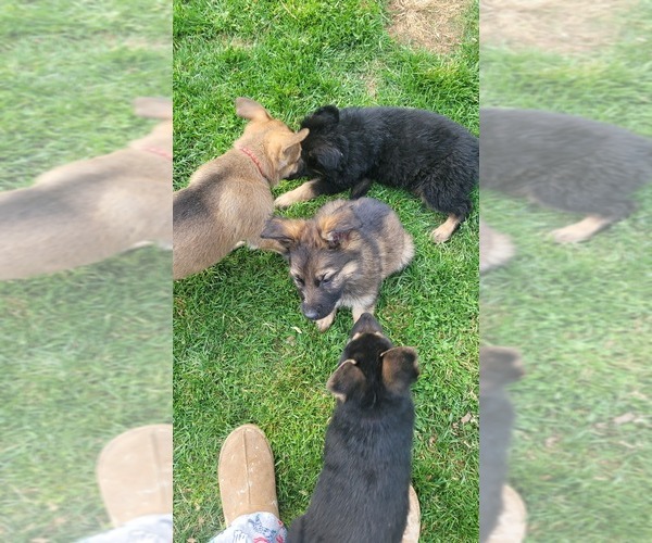 Medium Photo #1  Breeder Profile in LEWISBERRY, PA, USA
