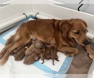 Golden Retriever Dog Breeder near MERRITT ISLAND, FL, USA
