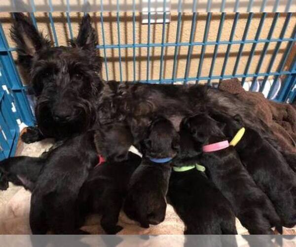 Medium Photo #1  Breeder Profile in RICHMOND, CA, USA