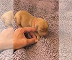 Small #9 Breeder Profile image