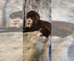 Small #1 Breeder Profile image