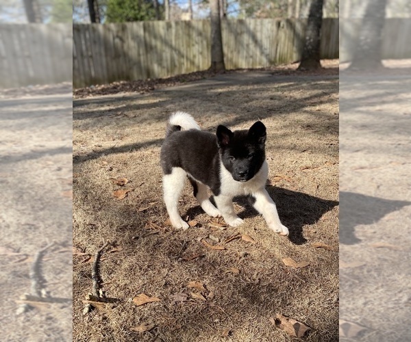 Medium Photo #10  Breeder Profile in MCDONOUGH, GA, USA