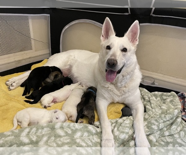 Medium Photo #1  Breeder Profile in LOWELL, MA, USA