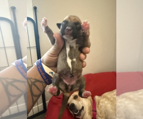 Medium Photo #37  Breeder Profile in LULING, TX, USA