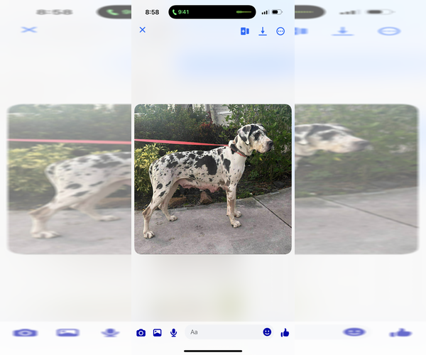 Medium Photo #19  Breeder Profile in HALLETTSVILLE, TX, USA