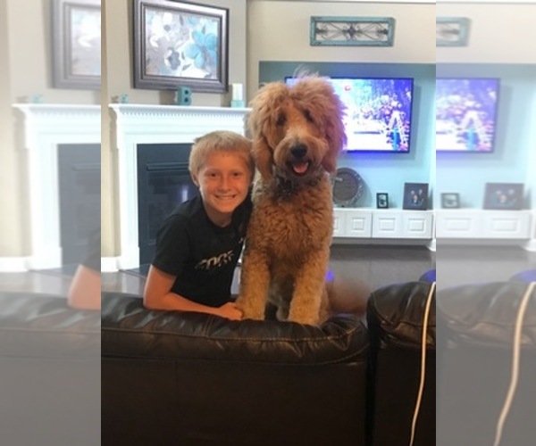 Medium Photo #1  Breeder Profile in GAFFNEY, SC, USA
