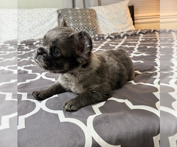 Medium Photo #19  Breeder Profile in PALMDALE, CA, USA