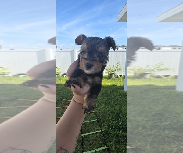 Medium Photo #3  Breeder Profile in HAINES CITY, FL, USA