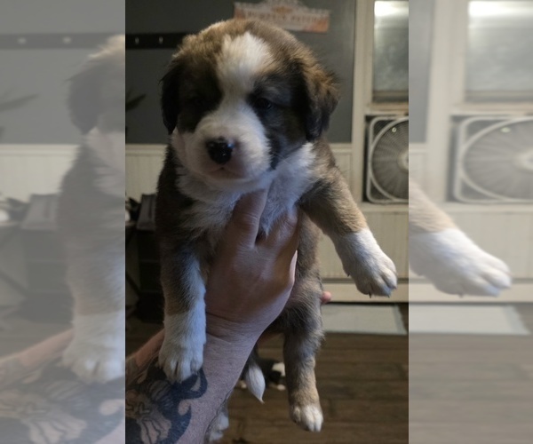 Medium Photo #6  Breeder Profile in STERLING, IL, USA