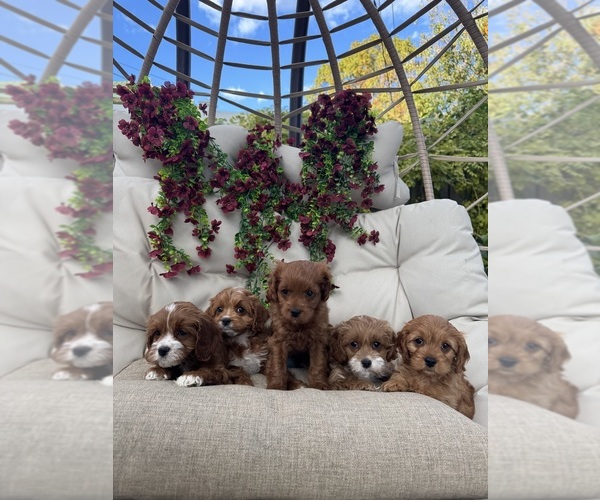 Medium Photo #3  Breeder Profile in SOUTH ORANGE, NJ, USA